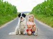 Pet Custody Agreement