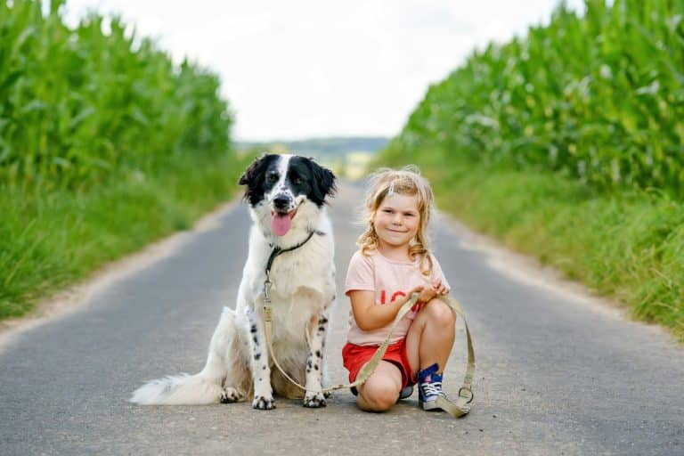 Pet Custody Agreement